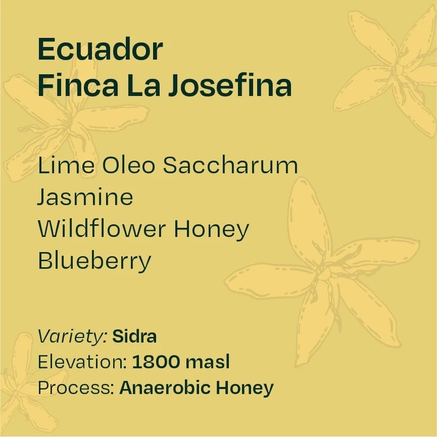 Ecuador Finca La Josefina Sidra Anaerobic Honey - 100g