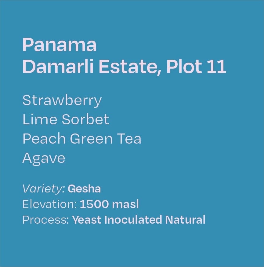 Panama Damarli Estate Noble Geisha — Plot 11, Lot 2 - 100g
